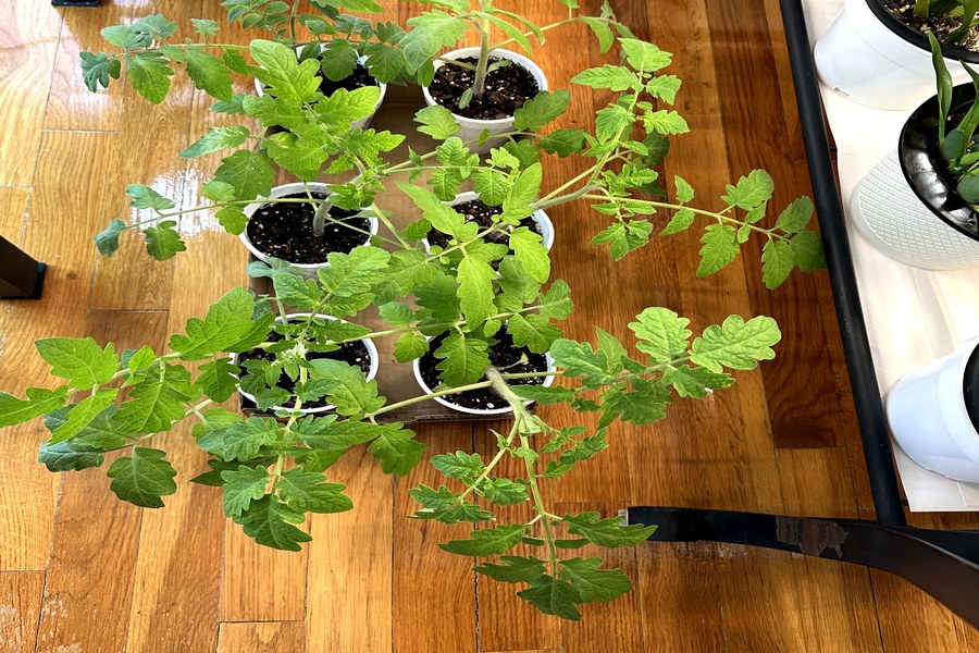 Tomato seedlings ready to plant