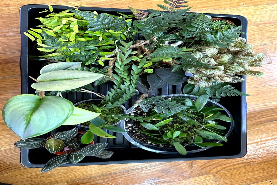 Foliage plant collection