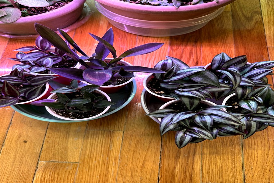 Purple Tradescantia plants
