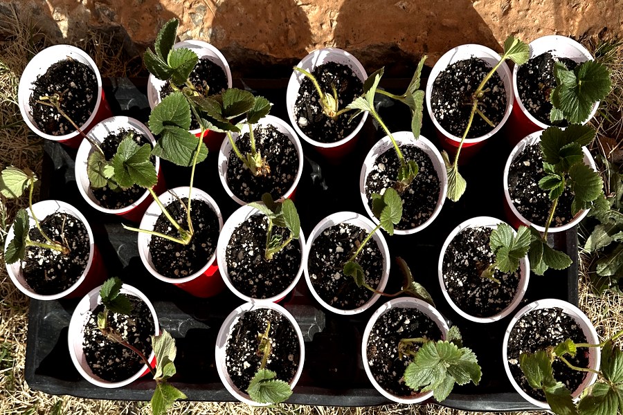 Tray of young seedlings