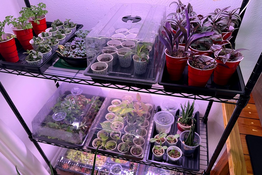 Nursery grow shelves full of plants