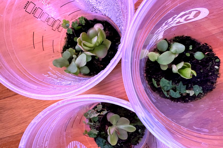 Succulents growing in small containers