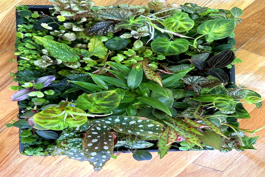 Tropical houseplants